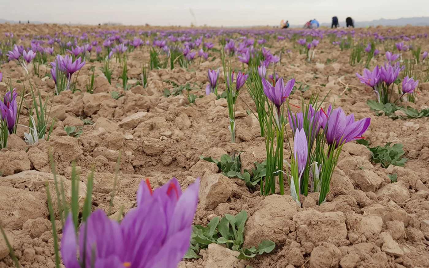 Safran (Mohamad Qaempanah/MEE)