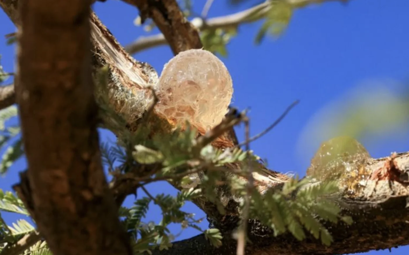 Faite de sève durcie tirée de l’acacia, la gomme arabique est un émulsifiant quasi irremplaçable pour les industries mondiales. Cet ingrédient naturel est utilisé dans tout : des boissons gazeuses aux chewing-gums, en passant par les produits pharmaceutiques (AFP/Ashraf Shazly)