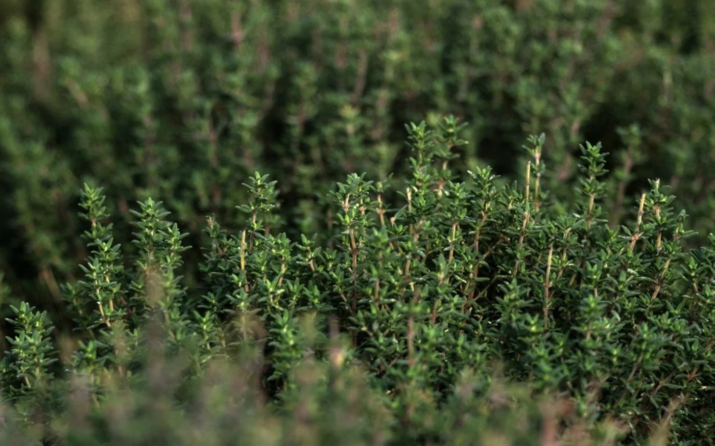 Le zaatar peut être utilisé pour les pâtisseries ou pour assaisonner la viande, les légumes et les salades​​​​​​​ (AFP)