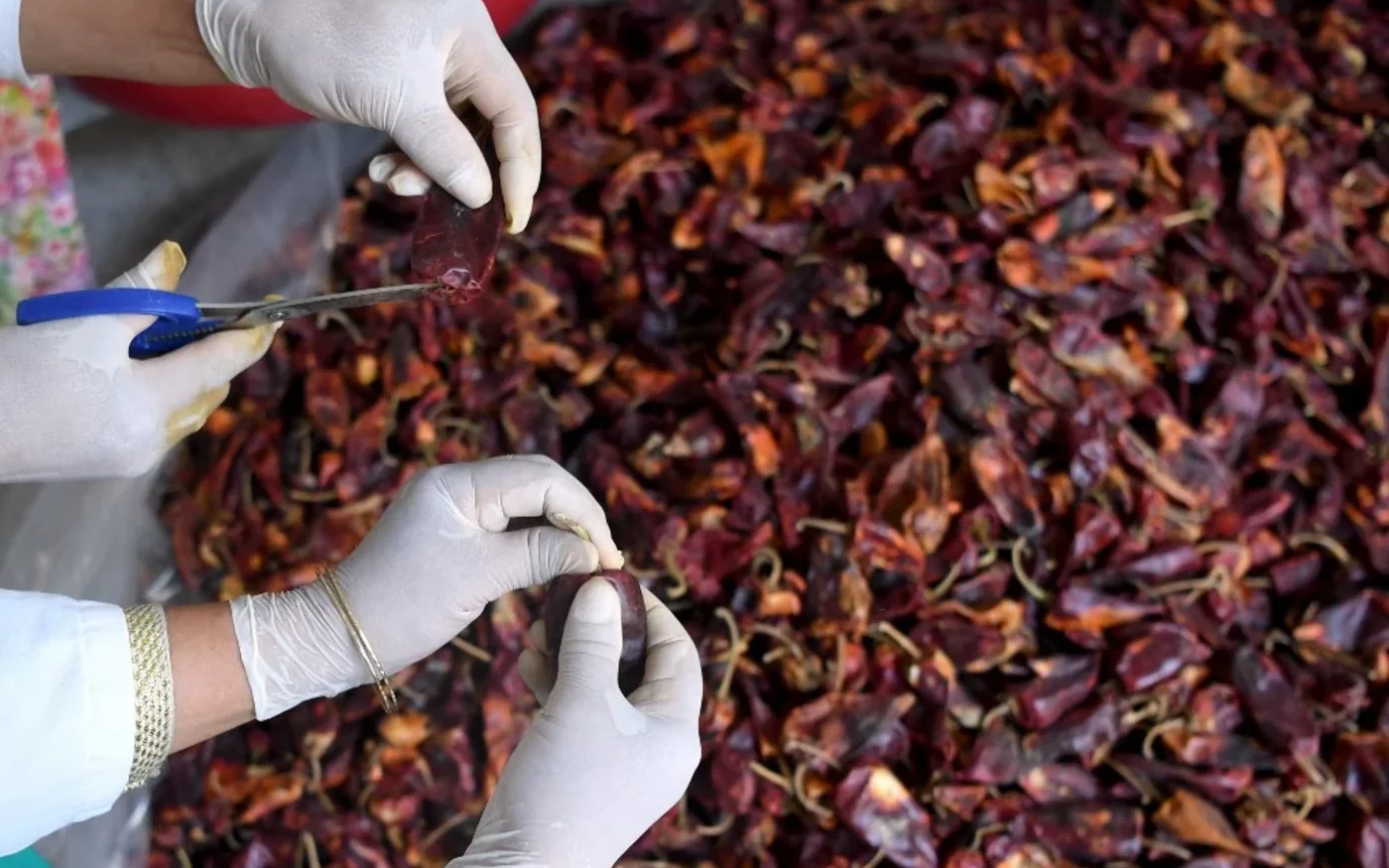 Des Tunisiennes préparent des piments rouges qui servent à la fabrication de la harissa dans leur coopérative de la localité de Menzel Mhiri, dans la province de Kairouan, le 13 juillet 2017 (AFP/Fethi Belaïd)