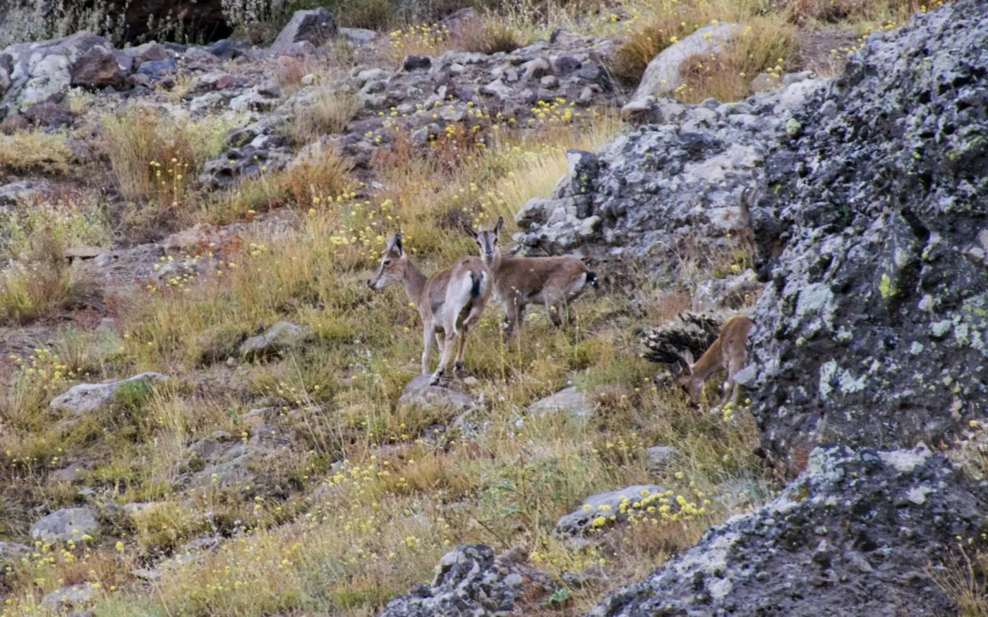 Des chèvres de montagne gambadent sur le Düzgün Baba (MEE/Nick Ashdown)