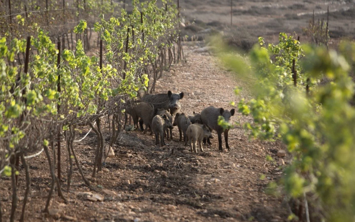 Des sangliers passent dans un vignoble de l’avant-poste juif de Kida en Cisjordanie occupée, en 2016 (AFP)
