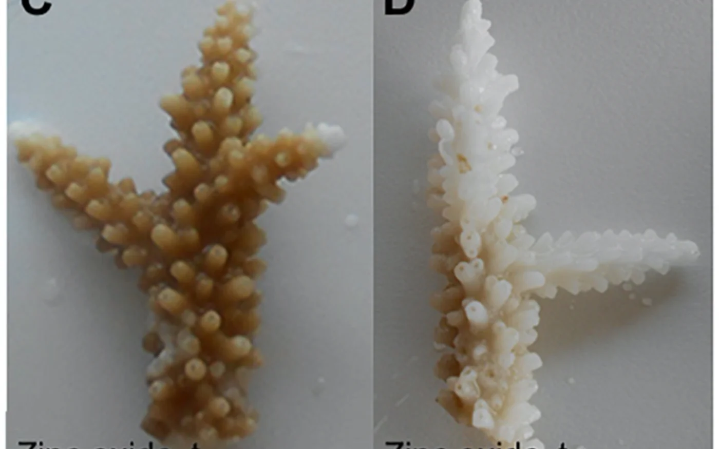 Photographies de coraux exposés à l’oxyde de zinc (C et D) au début de l’expérience et 48&nbsp;heures plus tard (avec l’aimable autorisation de Cinzia Corinaldesi)