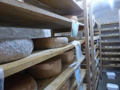 Cheese (MEE/Manuel Langendorf)