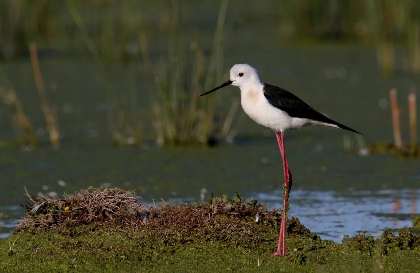 Zones humides de Batna (MEE/Benmokhtar Lalmi)