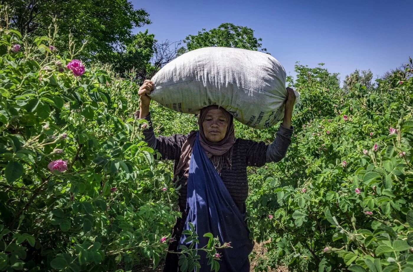 Au Maroc, le dur labeur des cueilleuses de roses (AFP)