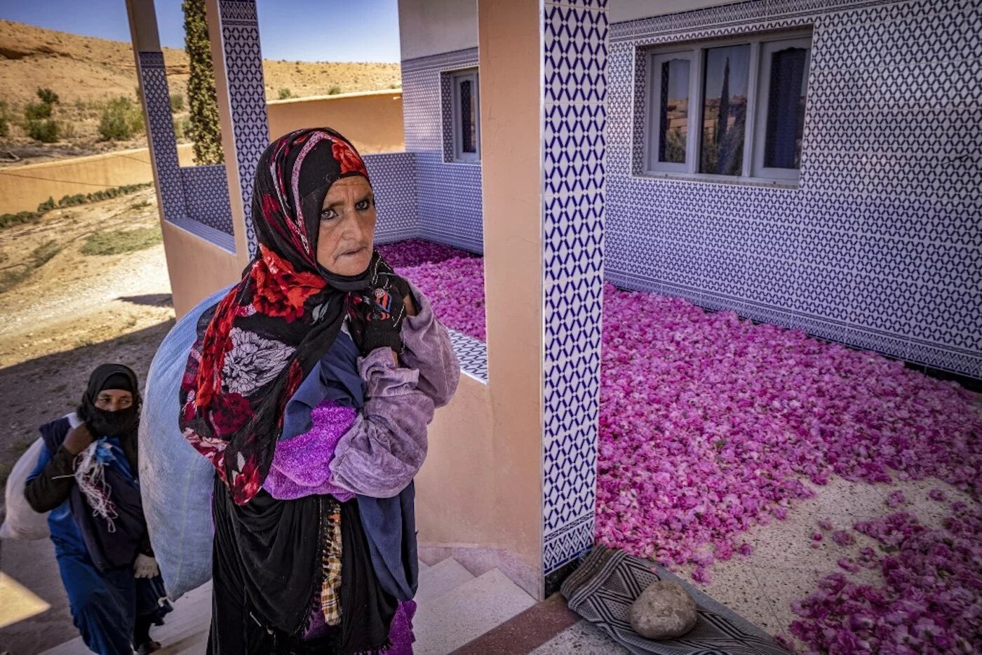 Au Maroc, le dur labeur des cueilleuses de roses (AFP)