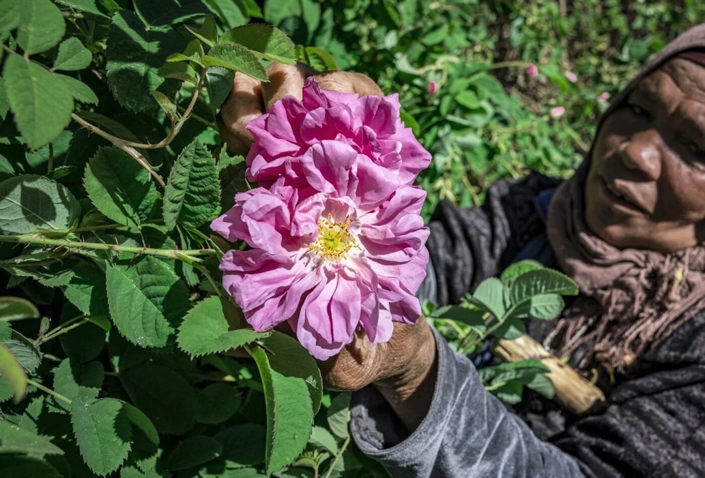 Au Maroc, le dur labeur des cueilleuses de roses (AFP)