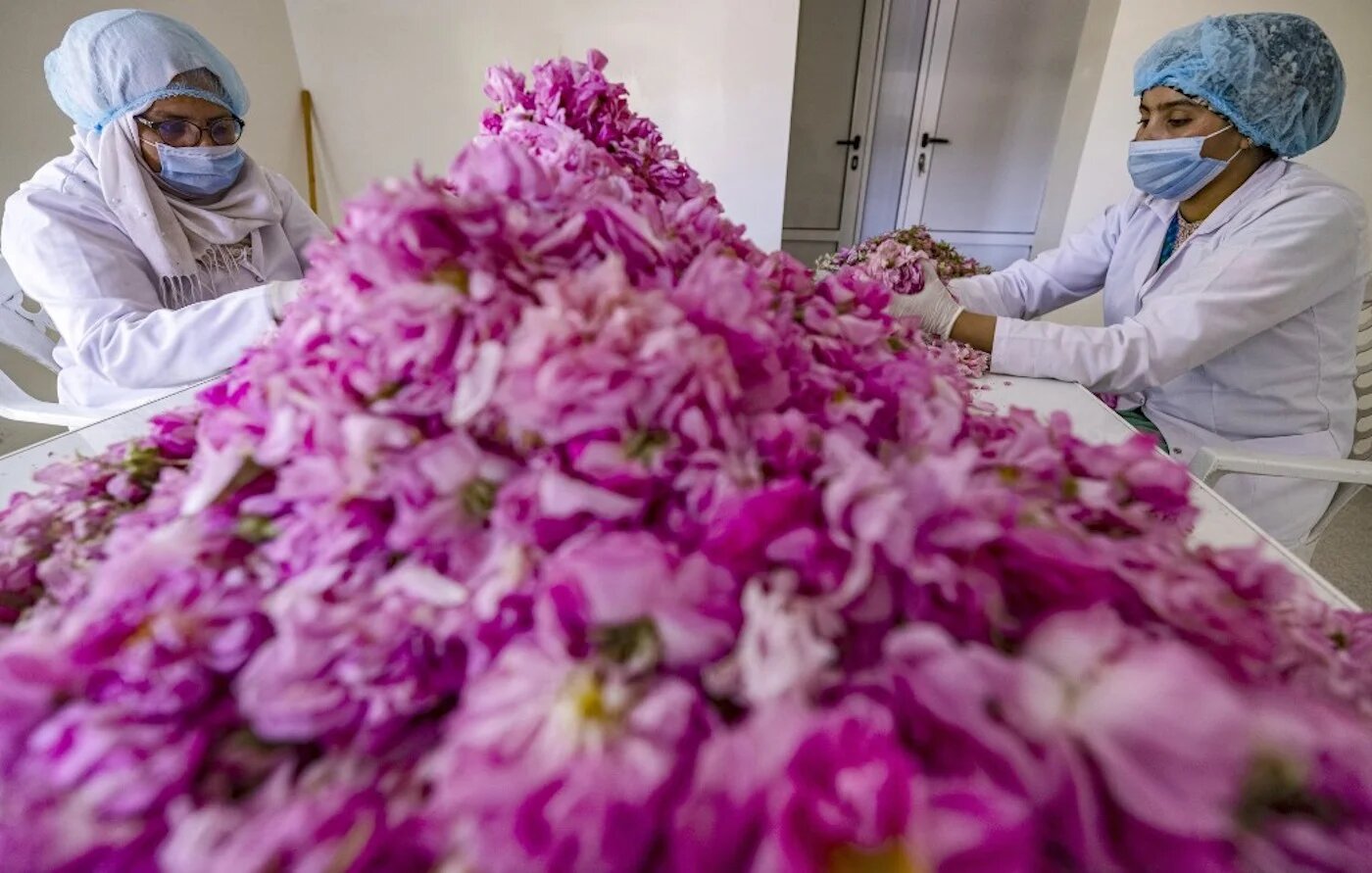 Au Maroc, le dur labeur des cueilleuses de roses (AFP)