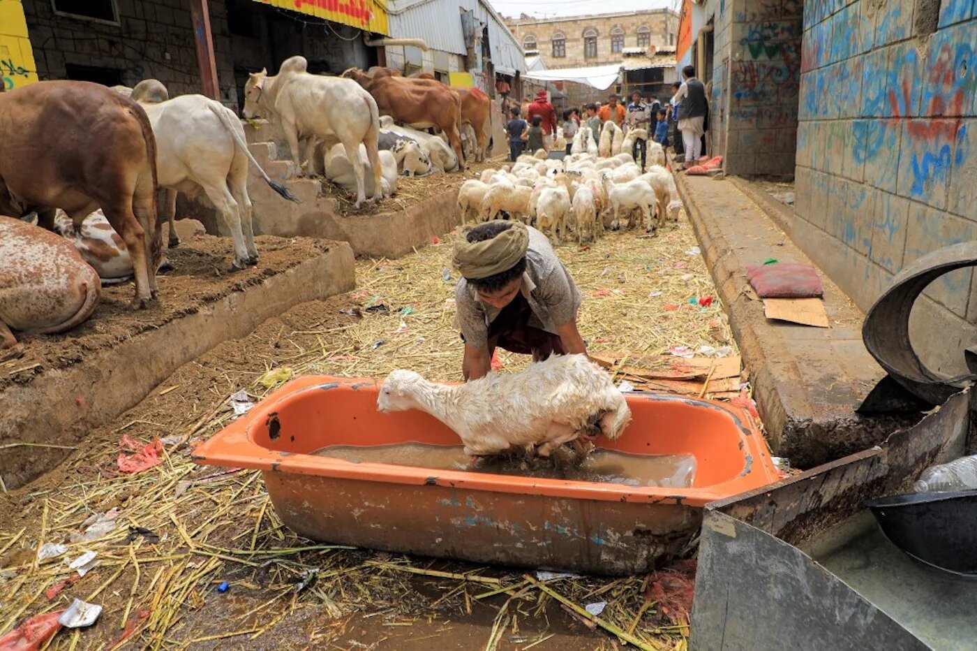 Un jeune garçon yéménite lave un agneau dans une baignoire de fortune, à Sanaa, le 14 juillet 2021 (AFP/Mohammed Huwais)