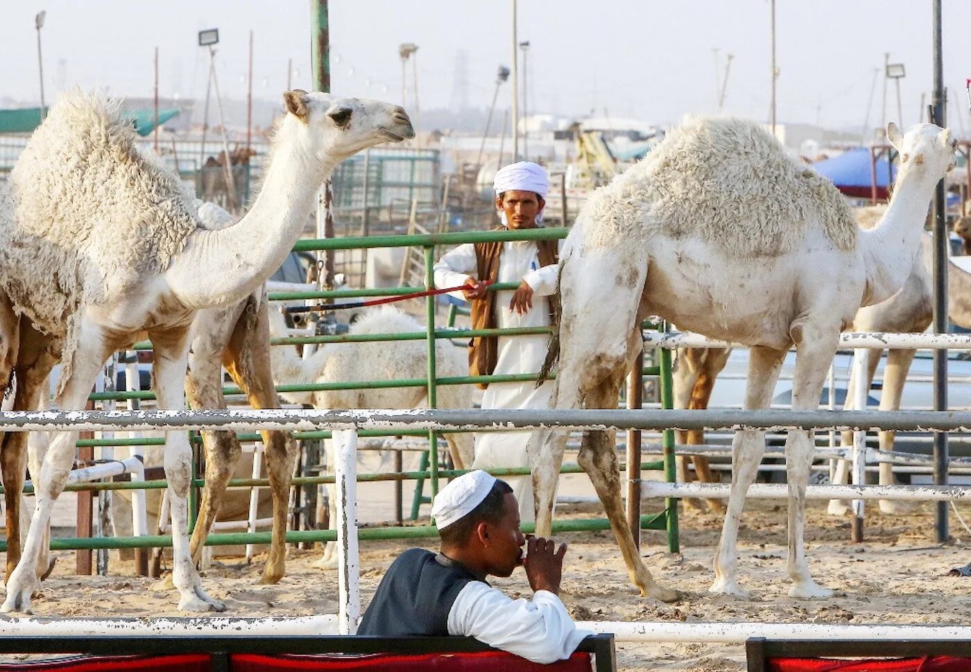 Au Koweït, des bergers attendent les clients dans un marché aux dromadaires, à 45 km au sud de la capitale, le 17 juillet 2021 (AFP/Yasser al-Zayyat)