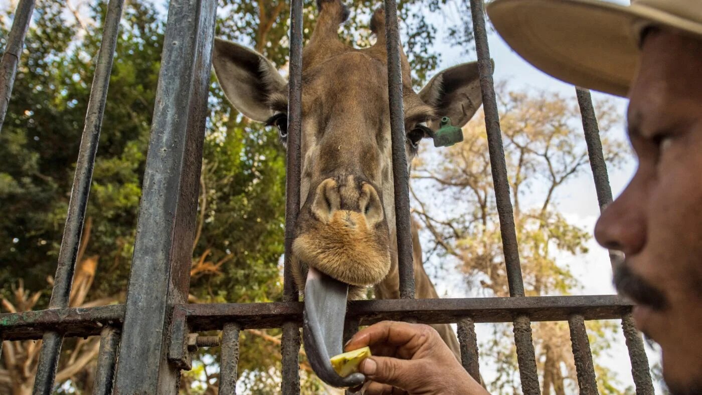 Un employé du zoo de Gizeh, au Caire, nourrit une girafe, le 20 février 2019 (AFP)