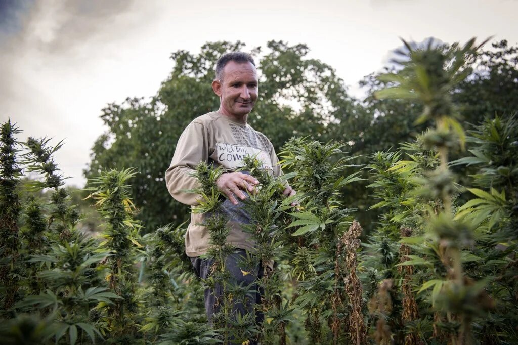 Le texte sur « les usages licites du cannabis, médical, cosmétique et industriel », a été adopté mercredi par la chambre des représentant avec 119 voix pour et 48 contre. L’usage récréatif reste par contre interdit et passible de poursuites (AFP/Fadel Senna)
