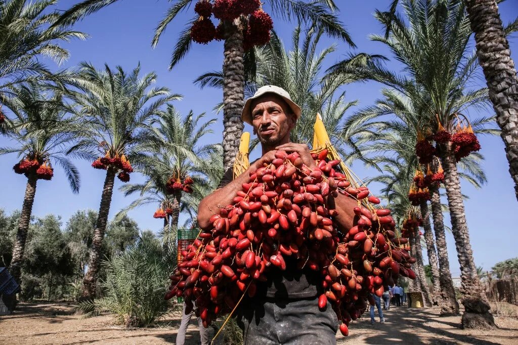 palestine-gaza-man-bunch-dates-september-2019-afp