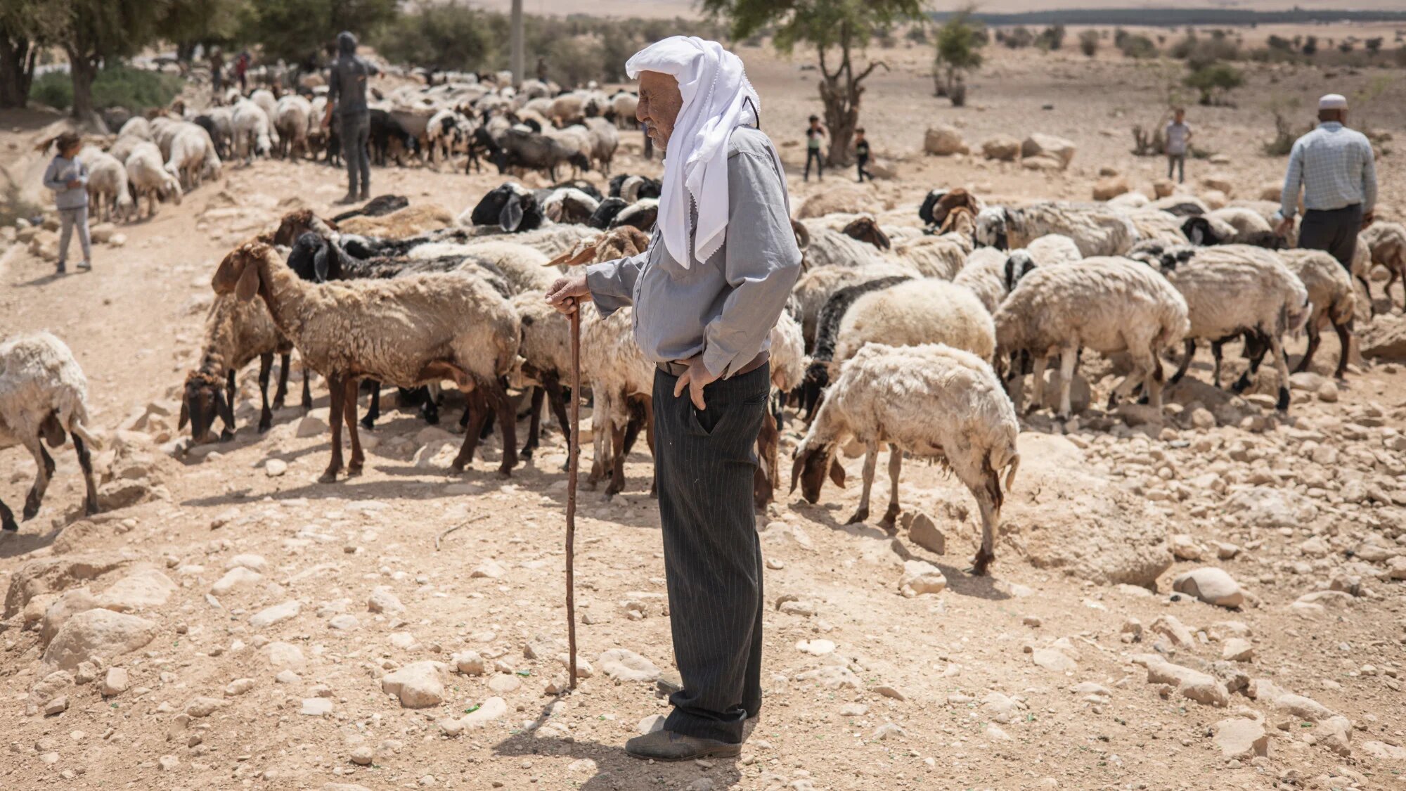 A man guards his sheep as people attempt to find water in a blocked water canal in a Bedouin village around Al-Auja west of Jericho in the West Bank on 2 May 2025 (AFP/ John Wessels)