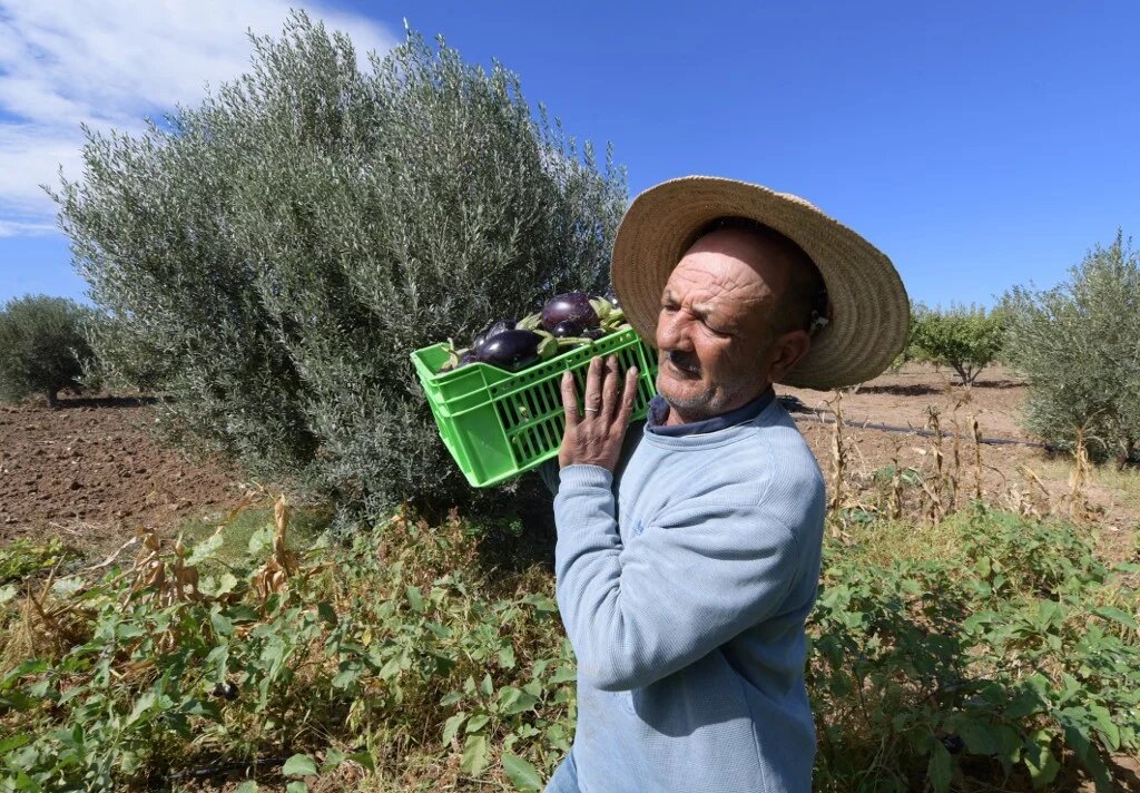 À l’horizon 2030, la Tunisie veut aussi « développer un modèle rural spécifique » afin que le bio devienne « un moteur de développement local permettant de promouvoir d’autres secteurs comme le tourisme, l’artisanat, les énergies renouvelables » (AFP/Fethi Belaïd)
