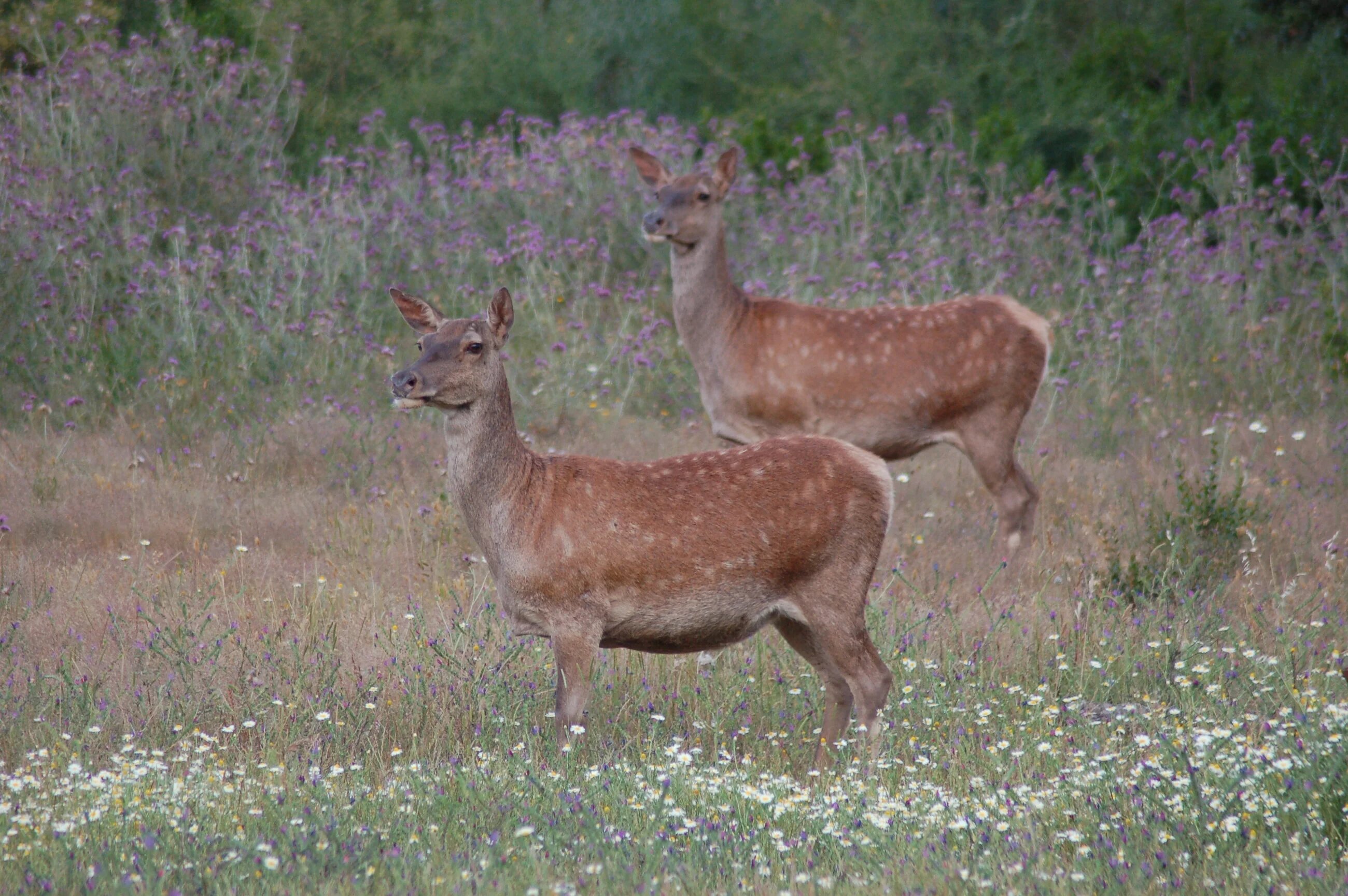 Biches dans la réserve de Braptia à El Kala, à l’extrême est de l’Algérie (MEE/Mourad Khaldi)