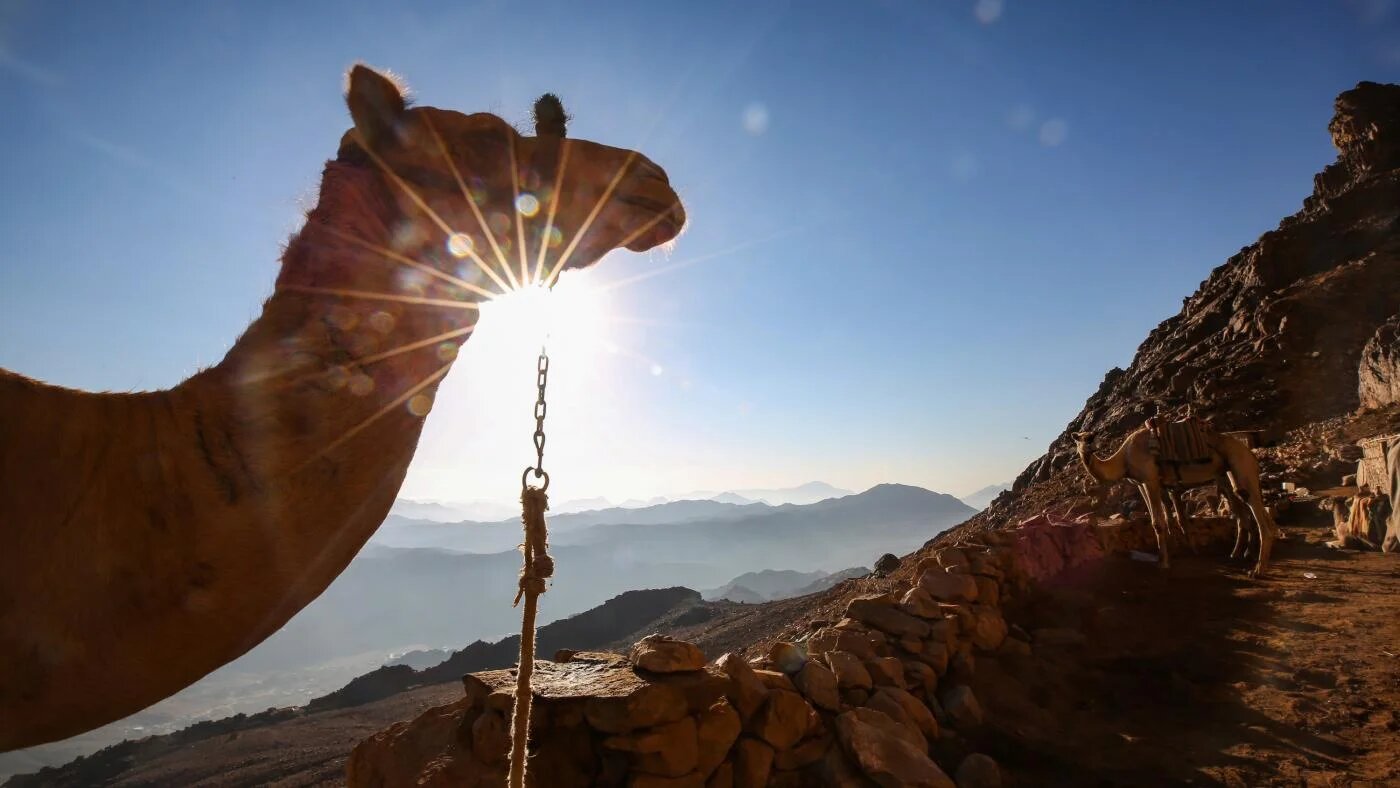 Des chameaux attendent le long d’un sentier menant à Sainte-Catherine, monastère orthodoxe grec du VIe siècle, près de la ville égyptienne du même nom, le 19 octobre 2018 (AFP)