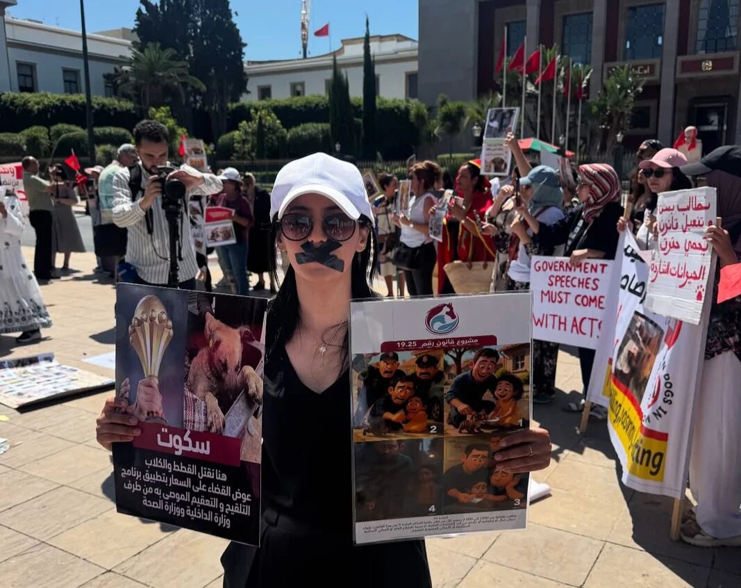 Animal rights activists gather outside parliament in Rabat to protest a draft law on the care of stray animals and their alleged culling on 30 August (provided by IRHAM Safi)