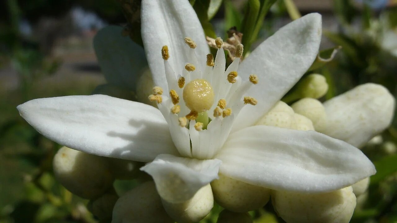The orange blossom is commonly used in the production of floral waters in Tunisia (Wikimedia/Alexander Hardin)