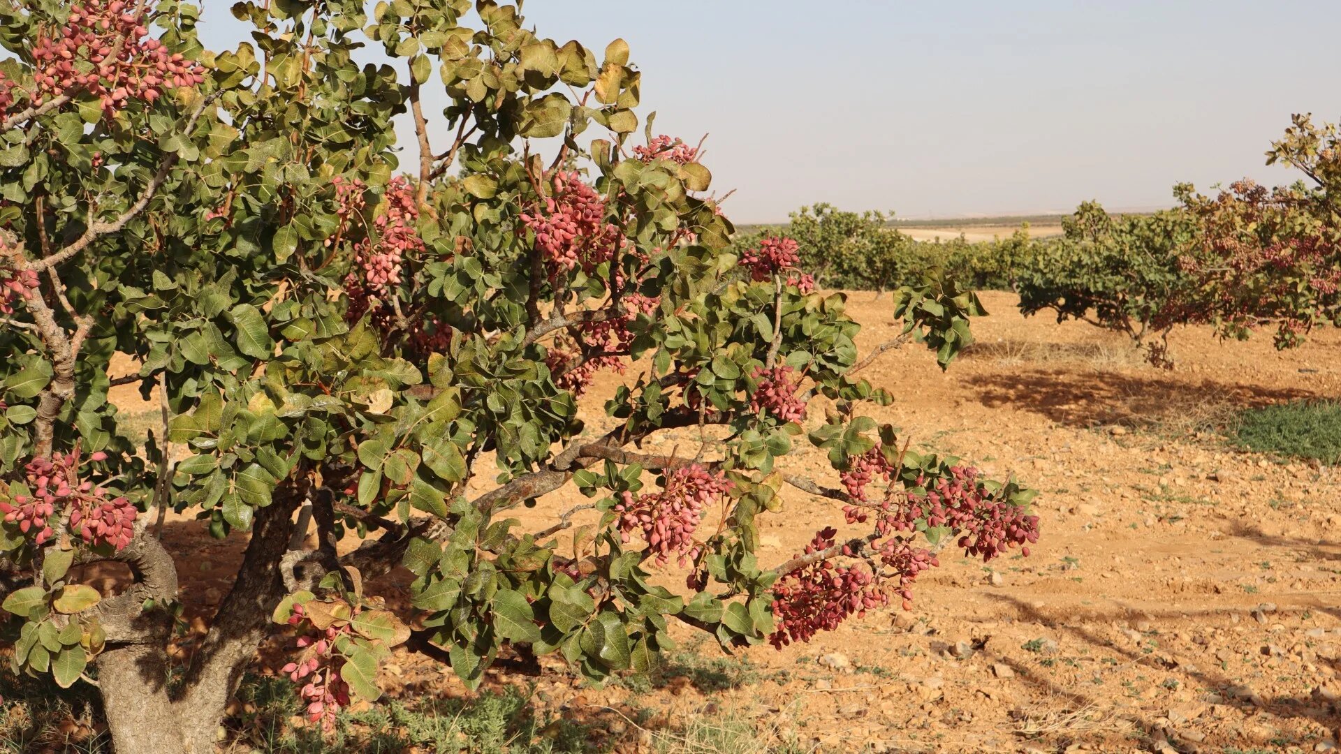 Pistachio trees in full bloom in the northern Hama countryside (Natacha Danon/MEE)