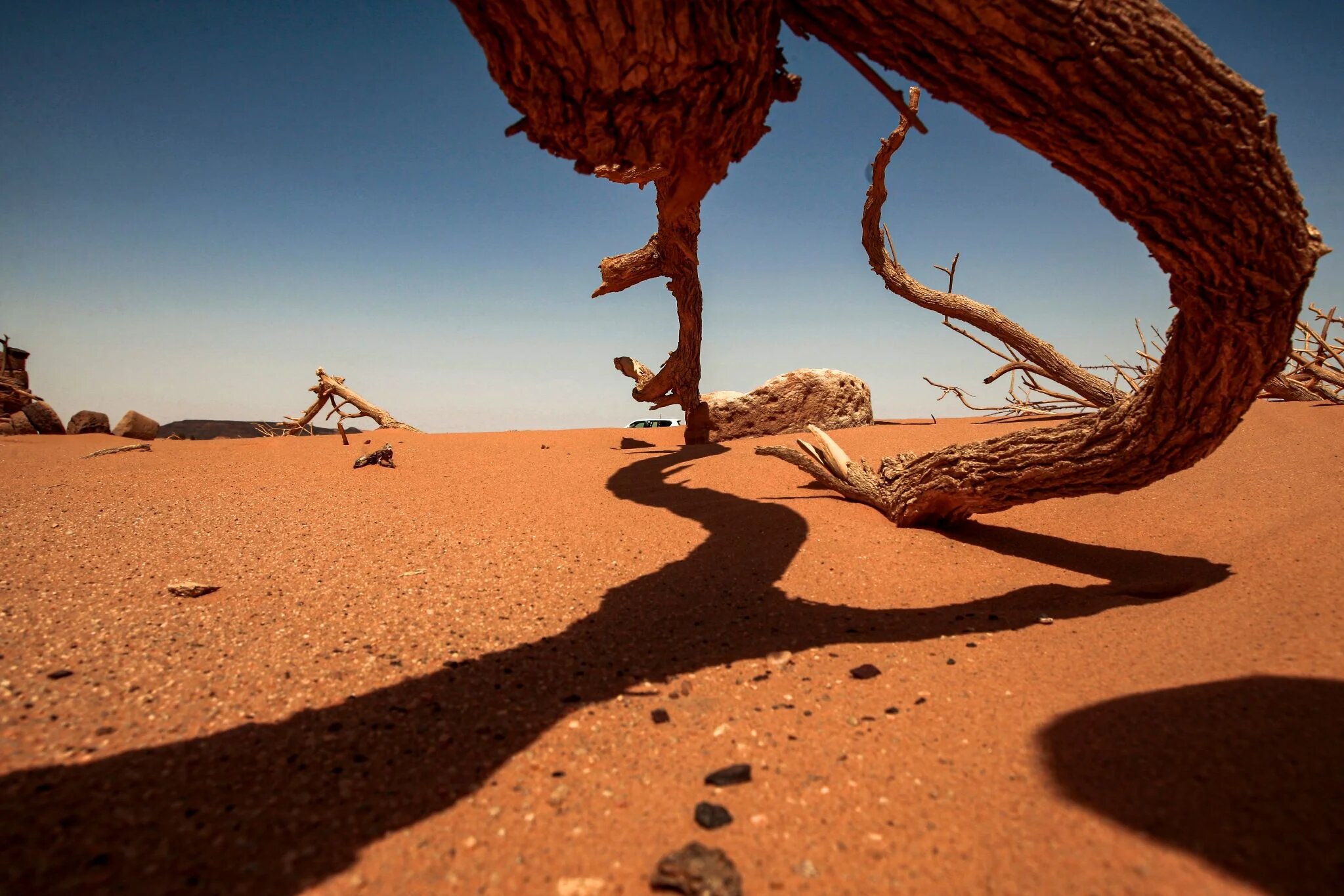Dried out tree trunks are pictured at the two millenia-old site of Jabal Maragha in the desert of Bayouda that was ravaged by gold hunters, some 270 kms