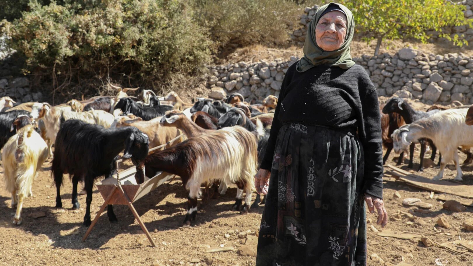 Tamimi says she can no longer take her flock to graze in the mountains for fear of Israeli fire (Lea Thomas/MEE)