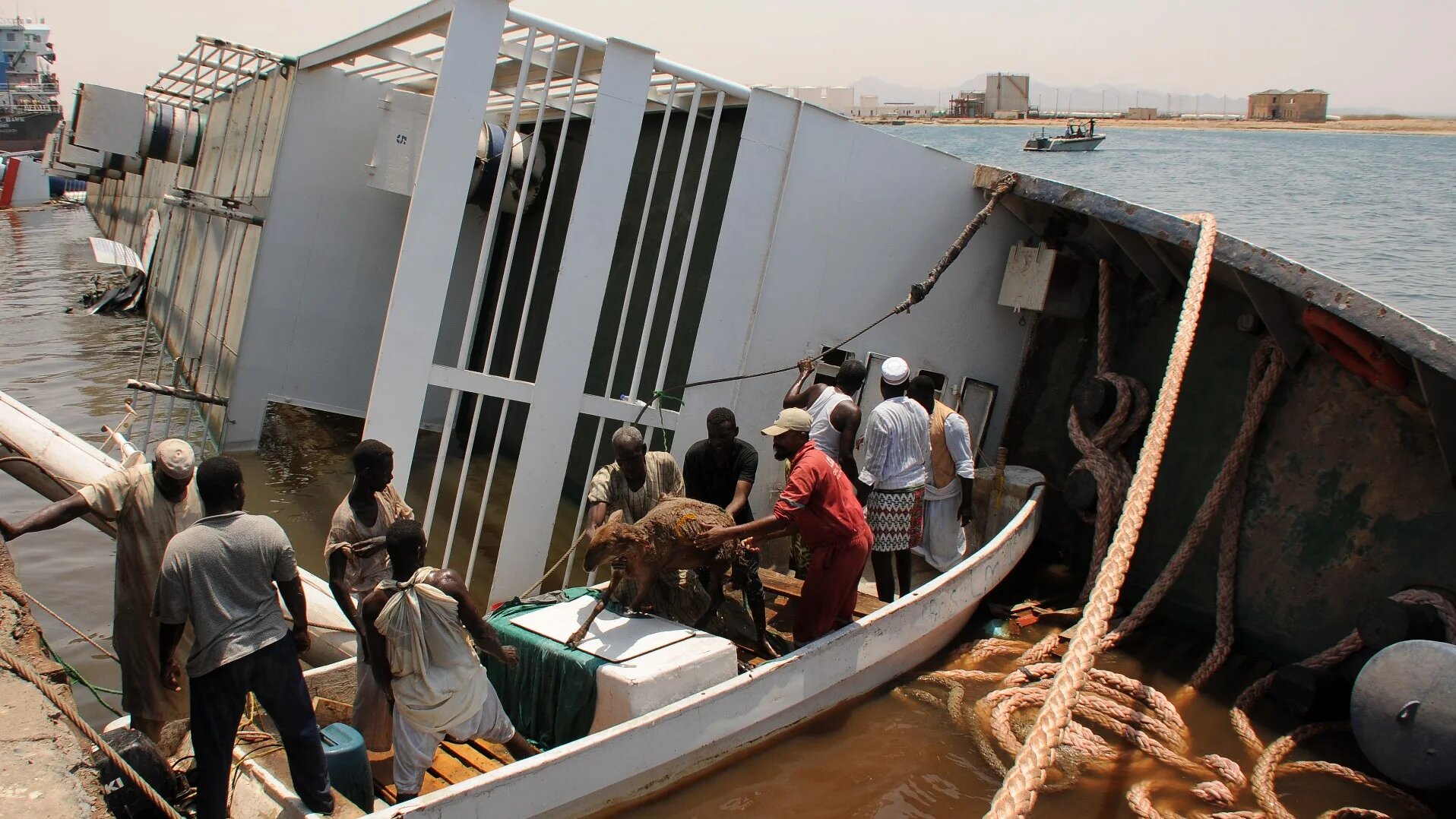 Sheep are rescued after the ship Badr 1 sank in Sudan's Red Sea port of Suakin, drowning most animals on board, on June 12, 2022. (AFP)