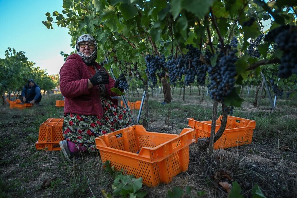 Workers pick grapes during a wine harvest in Arcadia vineyards in the Hamitabat district of Kirklareli, northwestern Turkey, on September 24 2024.  (Ozan Kose / AFP)