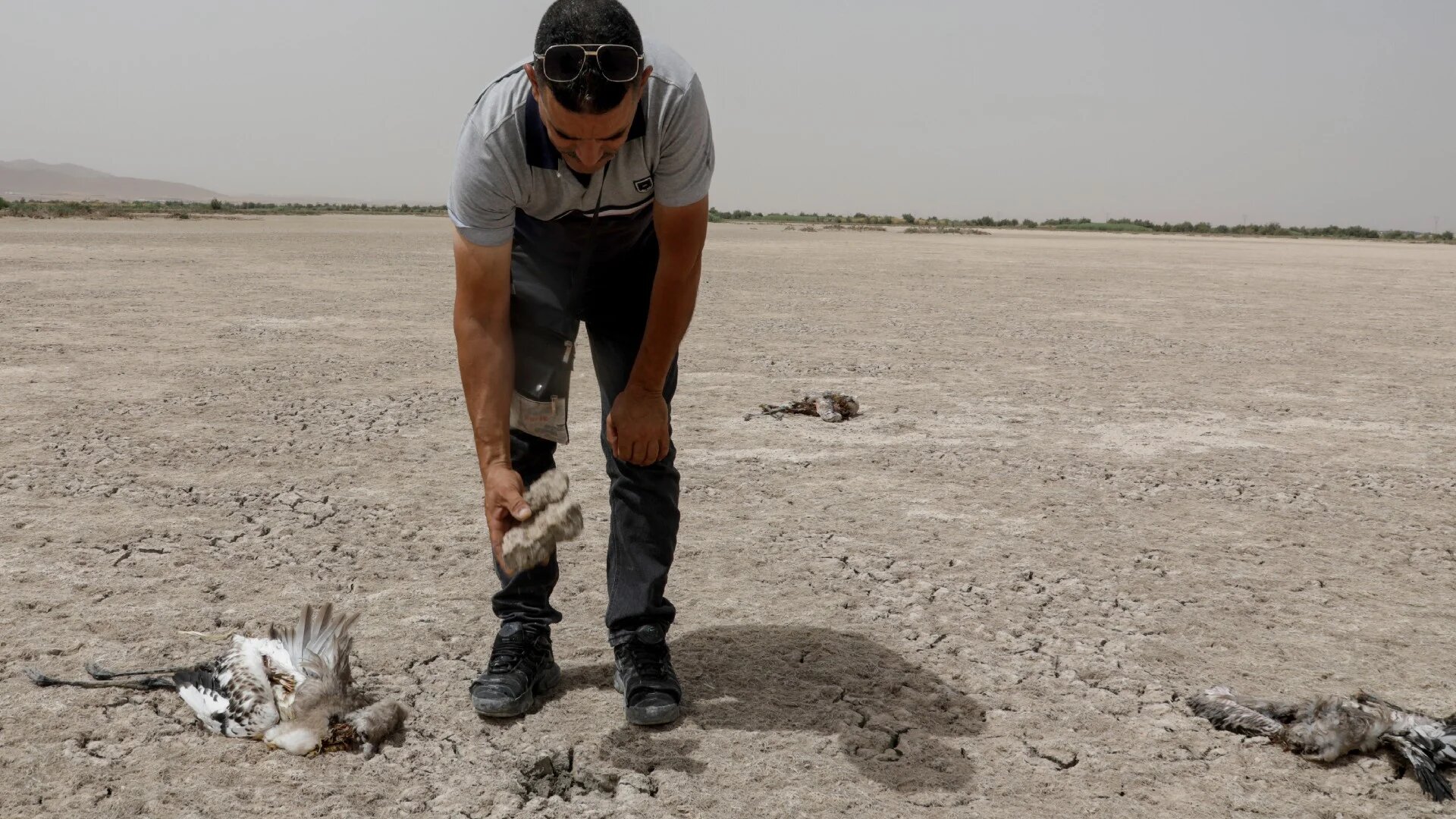 A volunteer inspects dehydrated dead flamingos near a dried-up lagoon area in the Algerian northeastern region of Ain Mlila on July 19 2024 (AFP)