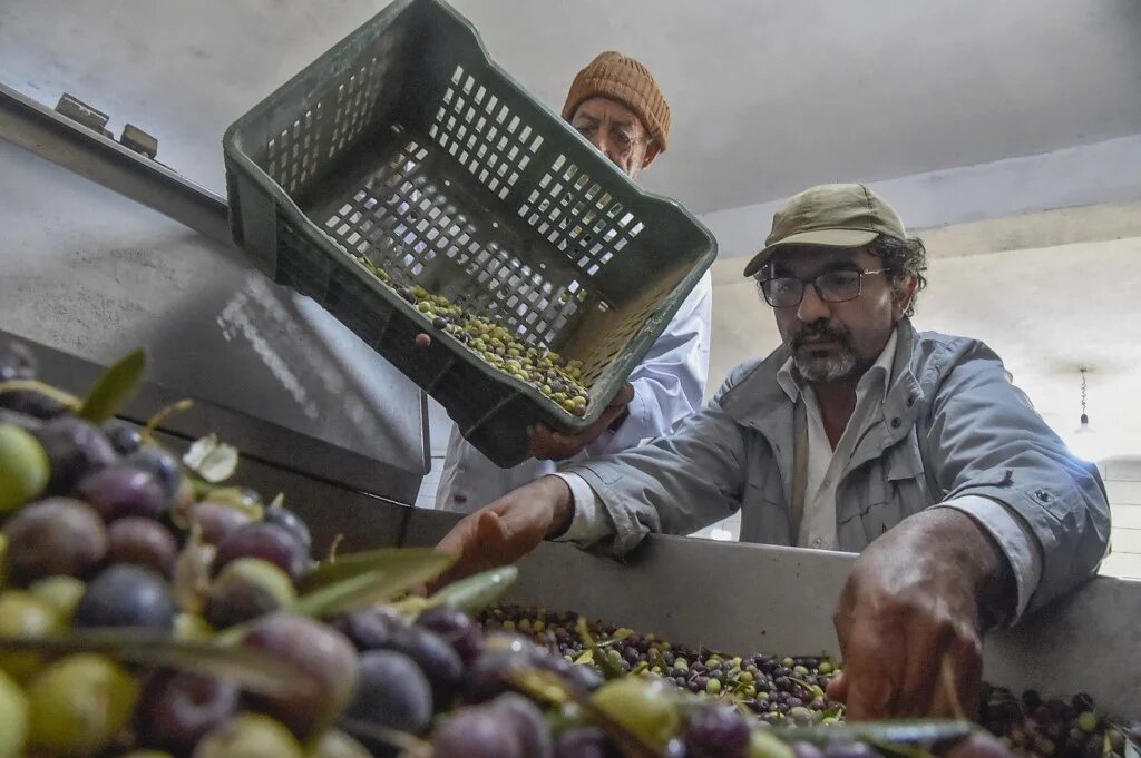 Algerian olive oil producer Hakim Alileche in Ain Oussera, south of the Algerian capital. His oil, Dahbia, regularly wins international prizes (Ryad Kramdi/AFP)