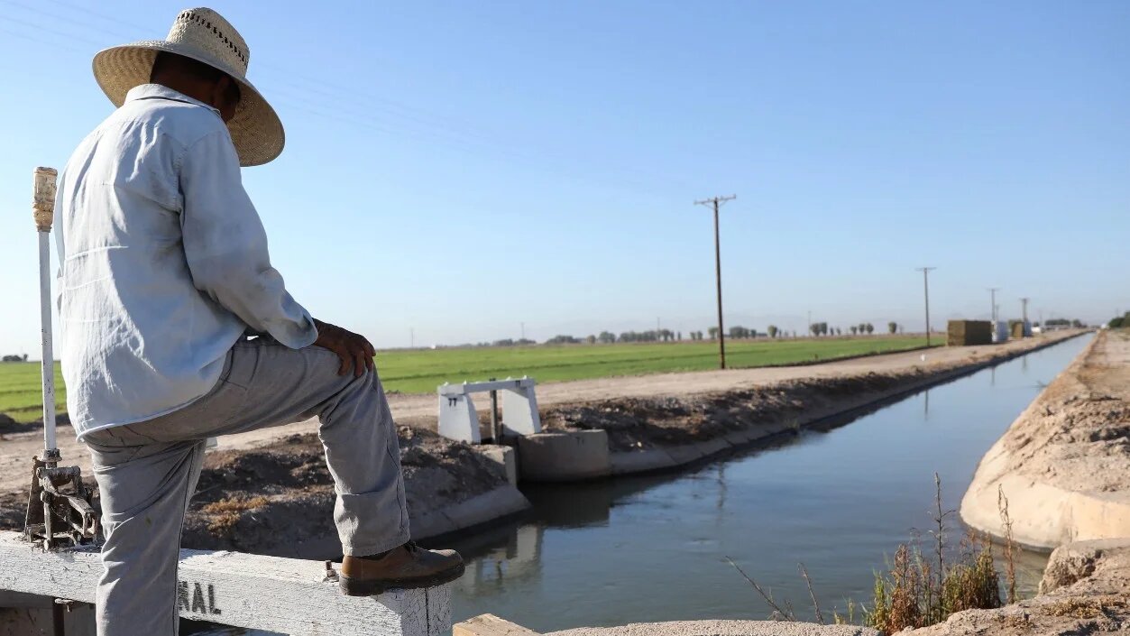 An alfalfa field in Imperial County, California on 23 July 2020.