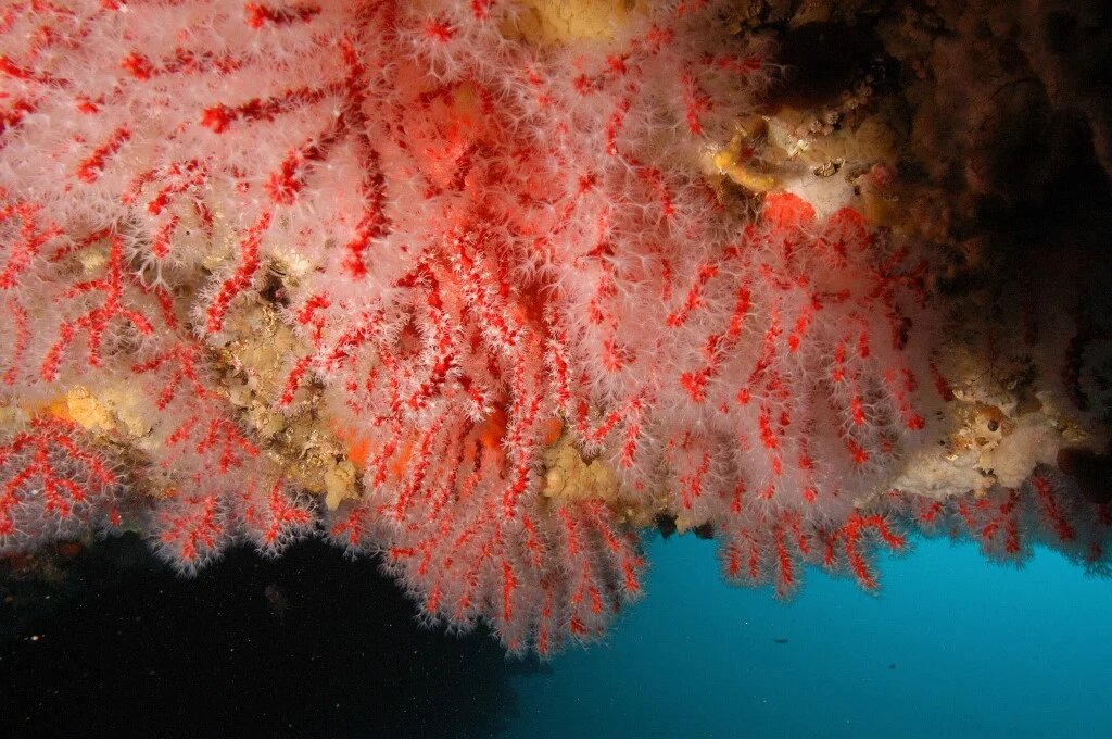 L’Algérie est réputée détenir les plus importants gisements de corail en Méditerranée (AFP/Roland Graille)