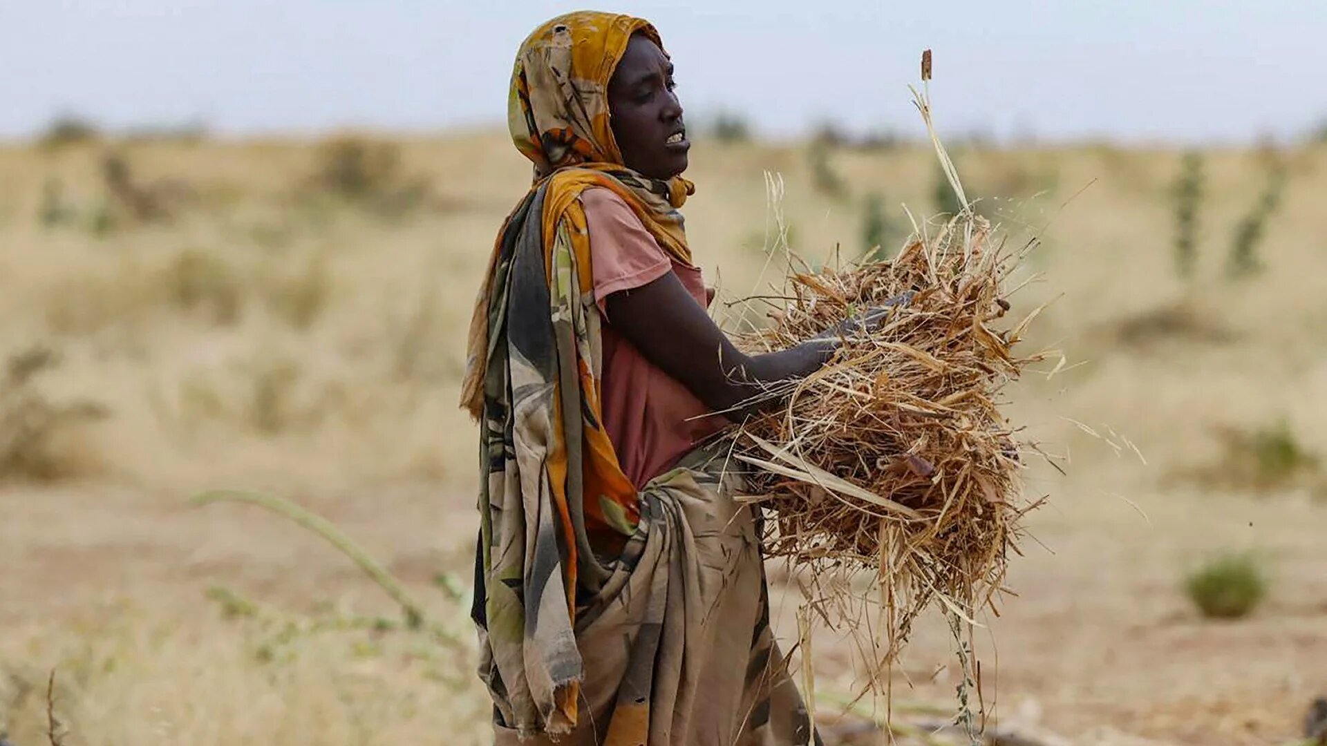 A displaced Sudanese woman carries hay a camp near the town of Tawila in North Darfur on 11 February 2025 (AFP/Marwan Mohamed)