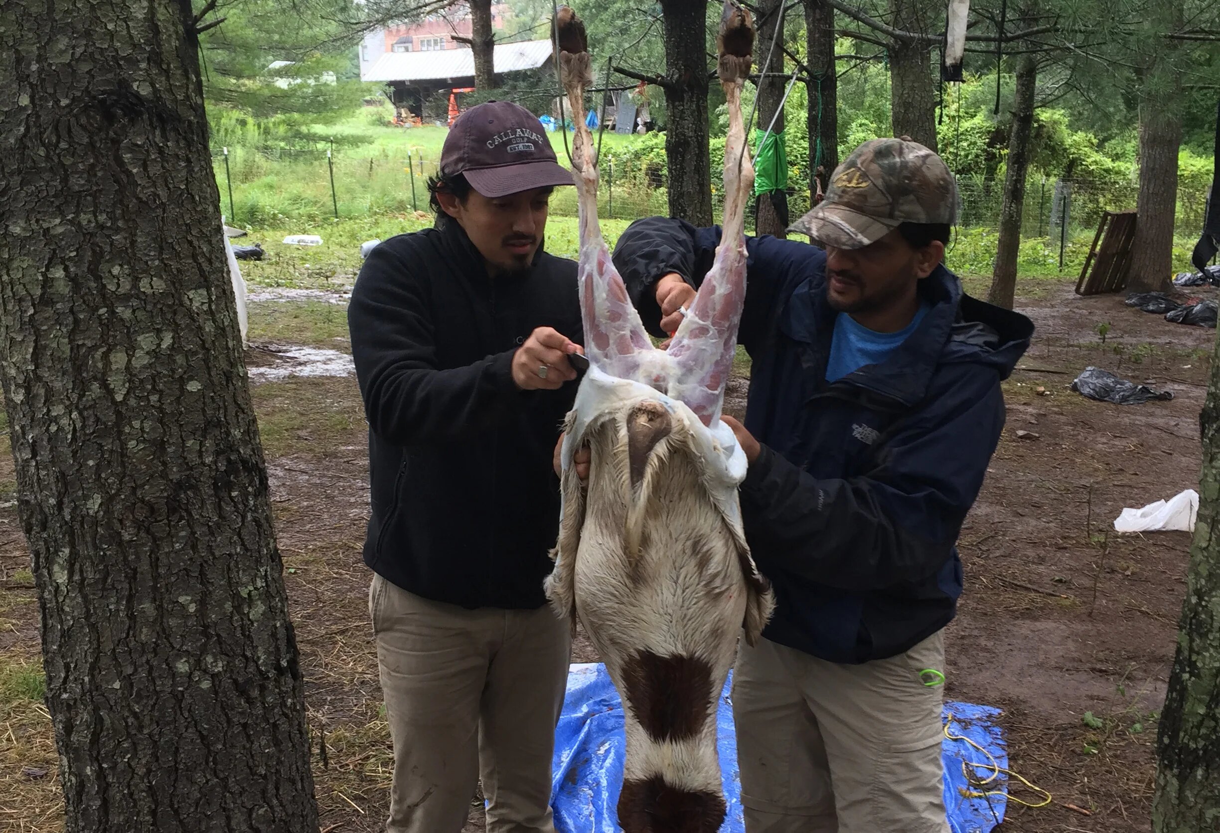 Obaid Rehman's father and one of his friends skin a goat after having slaughtered it