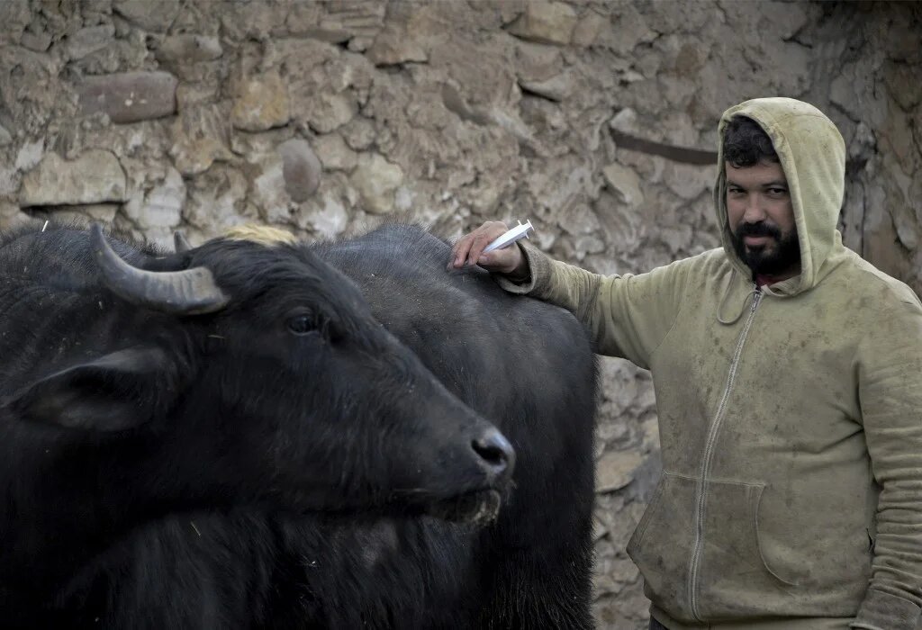 Le fermier irakien Saadoun Roumi a perdu cinq de ses quinze buffles à cause de la fièvre aphteuse malgré la vaccination de tout son troupeau (AFP/Zaid al-Obeidi)