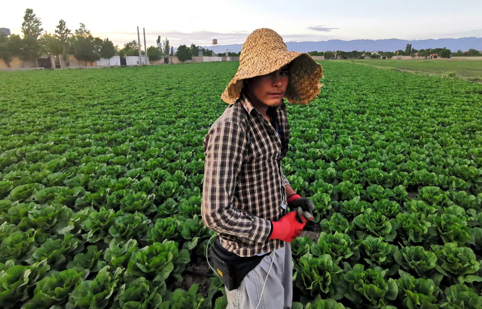 A worker is pictured during the harvest of romaine lettuce at a farm in the countryside of the city of Karaj in the northern Iranian Alborz Province, on 30 April 2021