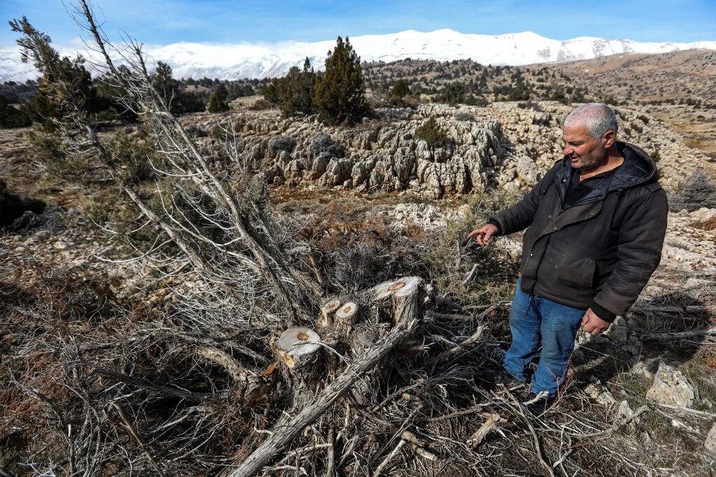 Un policier municipal se tient près d’un genévrier abattu à Aïnata, dans le district de Baalbeck, au Liban, le 11 janvier 2023 (AFP/Ibrahim Amro)