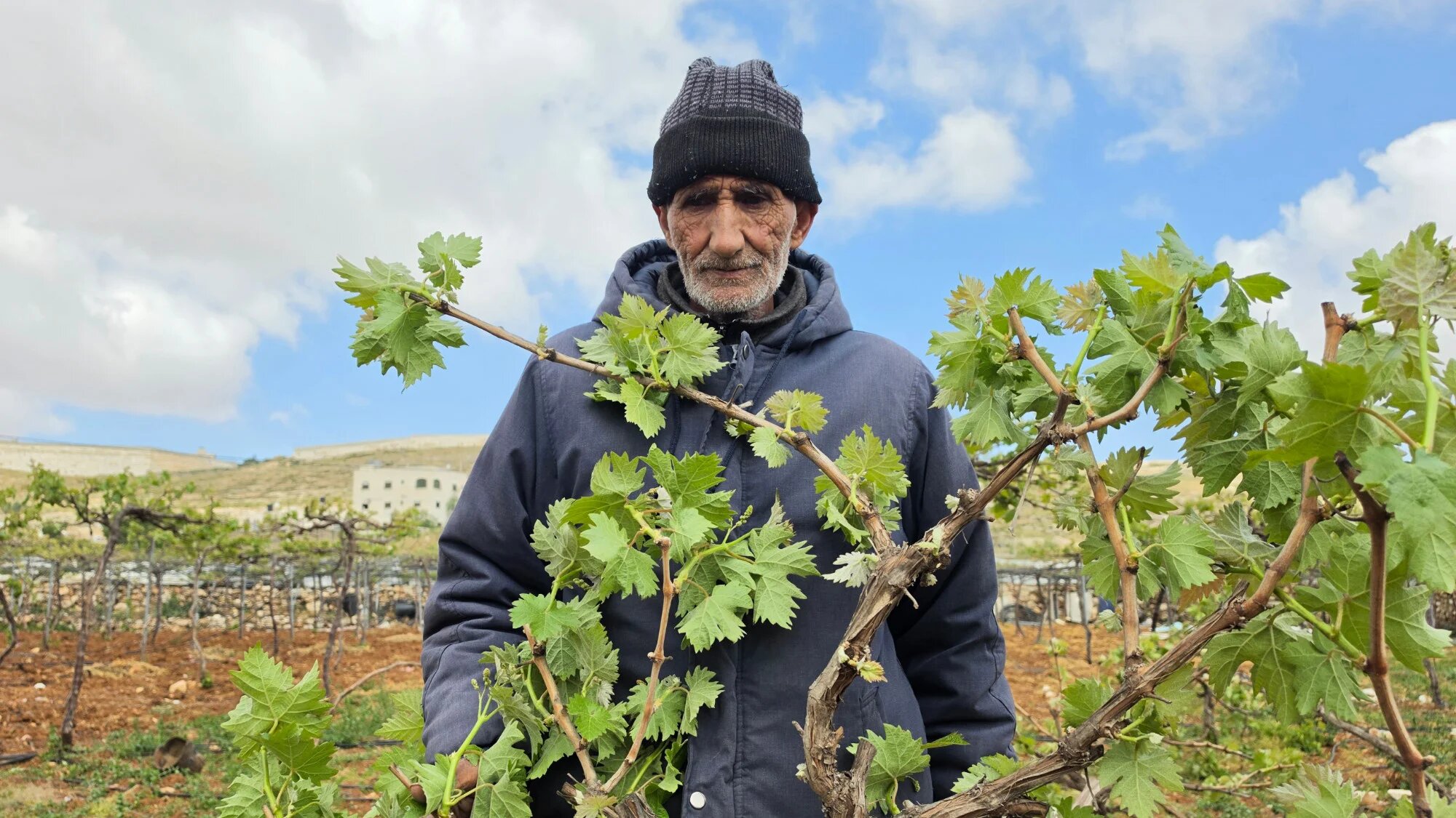 A Palestinian man inspects damaged grapevines after Israeli forces began bulldozing vineyards in Hebron, occupied West Bank, 5 May 2026 (Sari Jaradat/MEE)