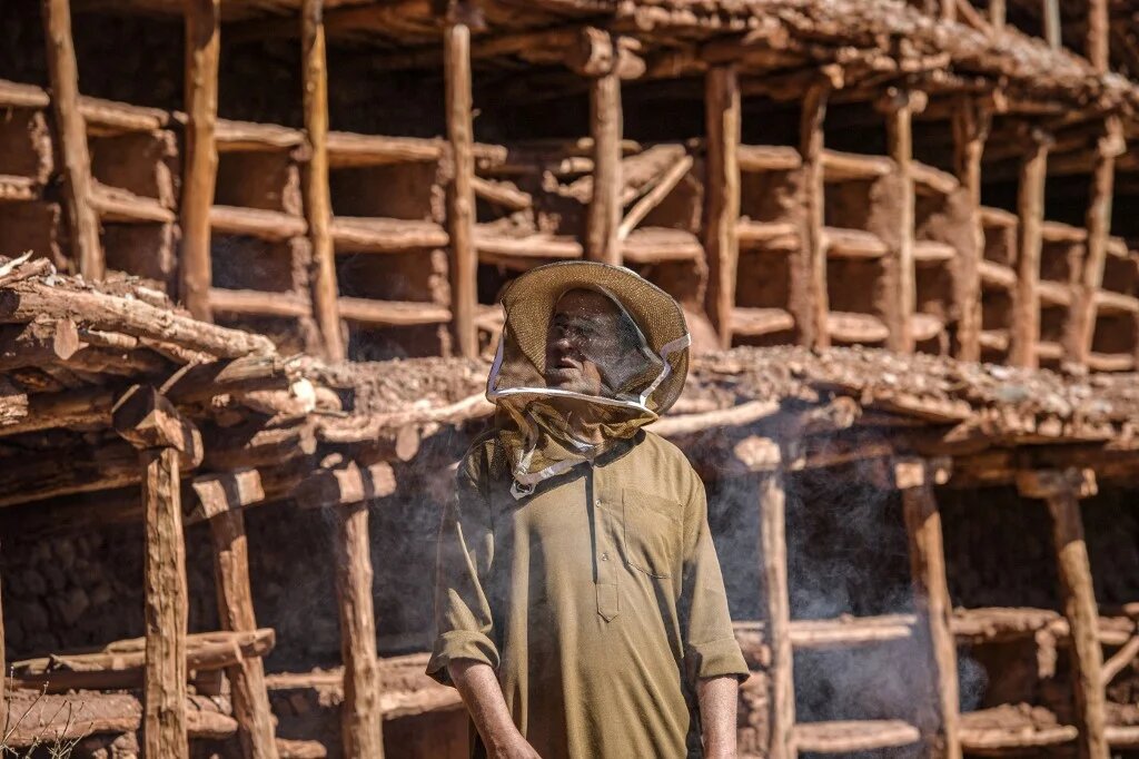 Le Maroc comptait 910 000 ruches exploitées par 36 000 apiculteurs recensés en 2019 contre un peu moins de 570 000 en 2009, selon les statistiques officielles (AFP/Fadel Senna)