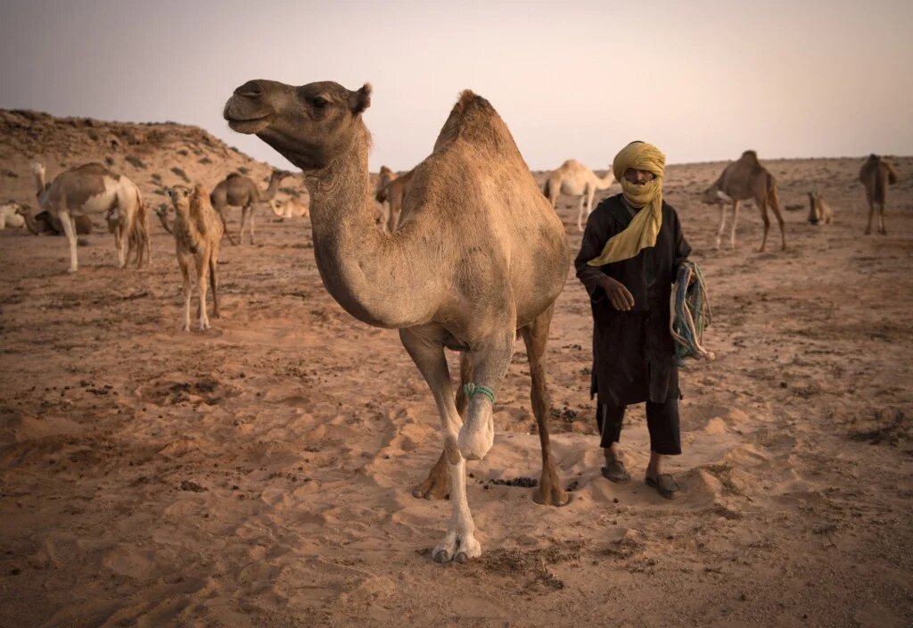 Pour la première fois, la contestation contre les expropriations est cautionnée par les chefs des grandes tribus sahraouies qui, pourtant, soutiennent la monarchie (AFP/Fadel Senna)