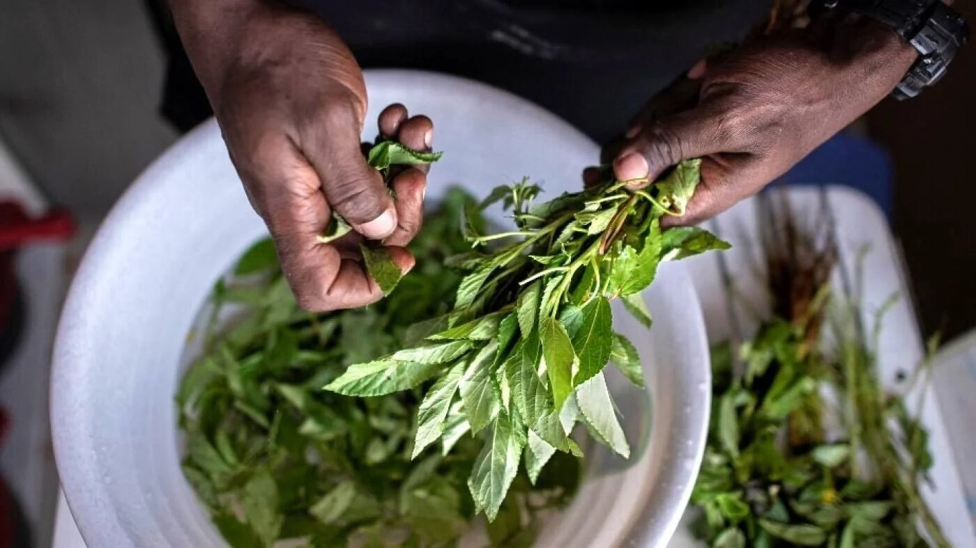 La mloukhiya est un plat populaire au Moyen-Orient, à la texture visqueuse lorsque la plante est cuite (AFP)