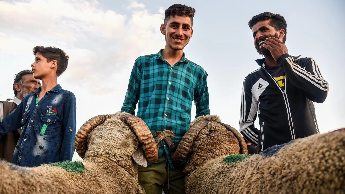 Un vendeur de moutons attend les clients sur un marché temporaire avant l’Aïd al-Adha, en Inde (Reuters)