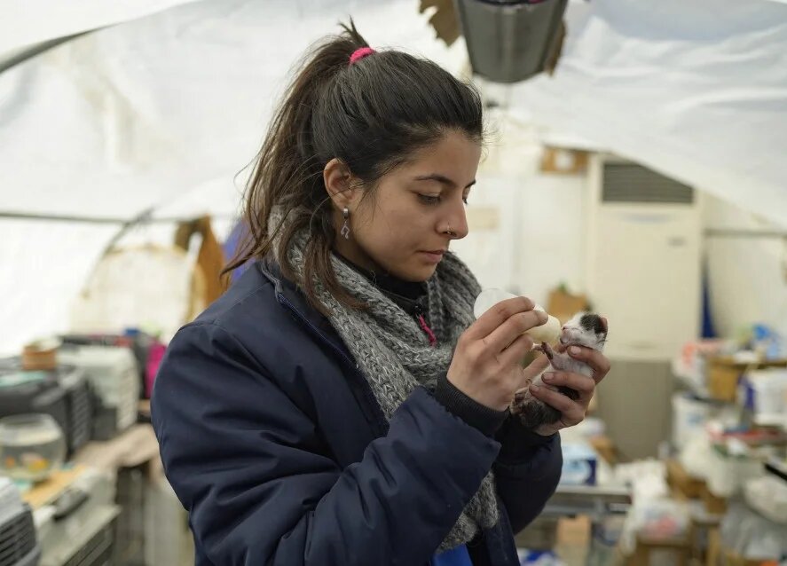 Une bénévole de l'ONG Haytap, Une bénévole de l’ONG Haytap nourrit un chaton à Antakya, au sud de la Turquie, le 18 février 2023 (AFP/Yasin Akgul) un chaton à Antakya, au sud de la Turquie, le 18 février 2023 (AFP/Yasin Akgul)