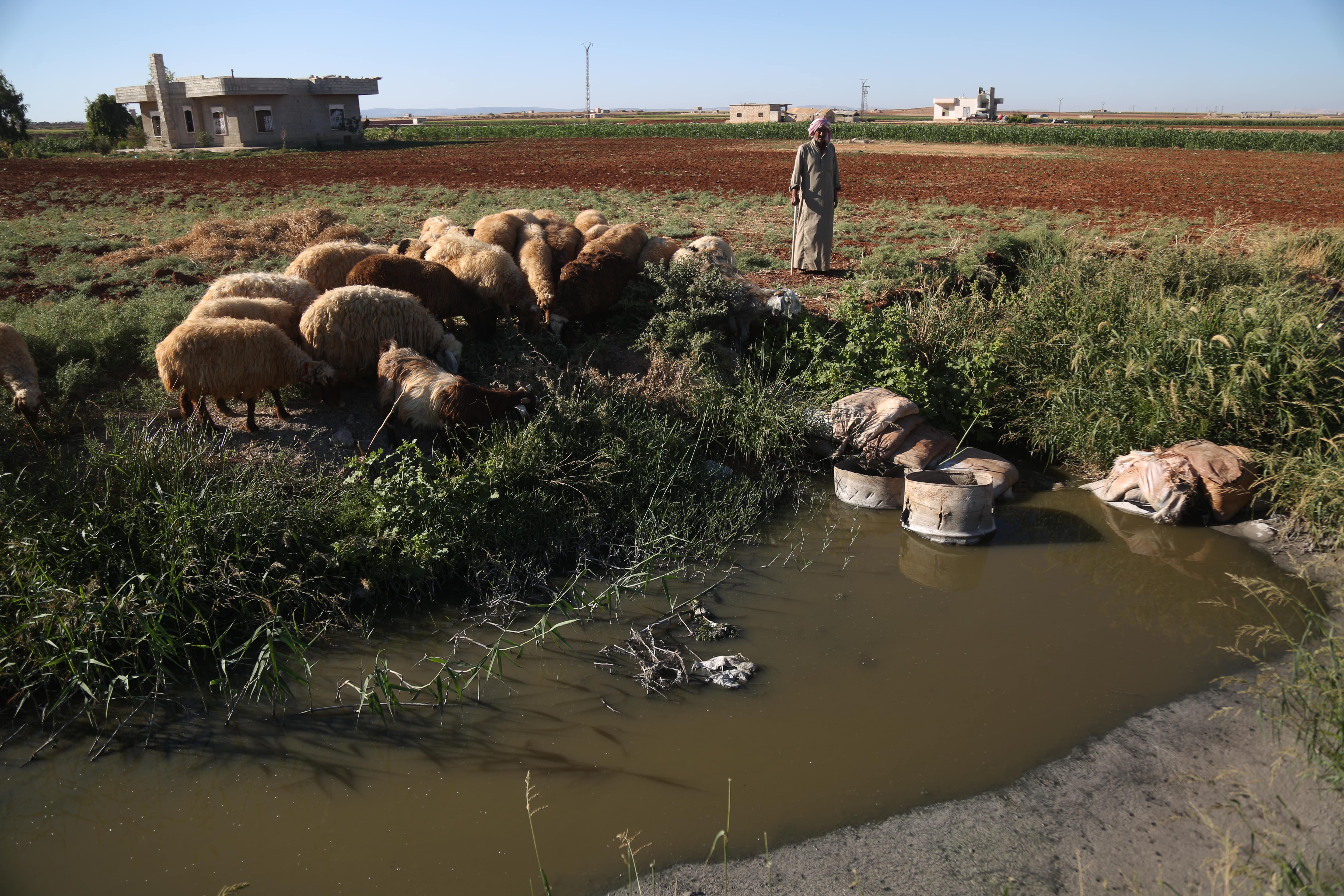 syria sheep idlib 2022