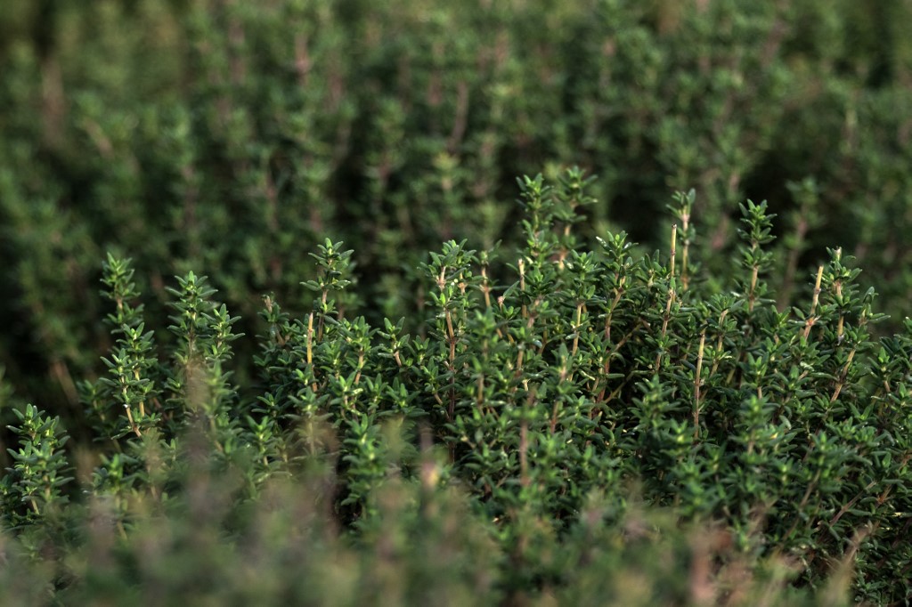 thyme plant palestine food 
