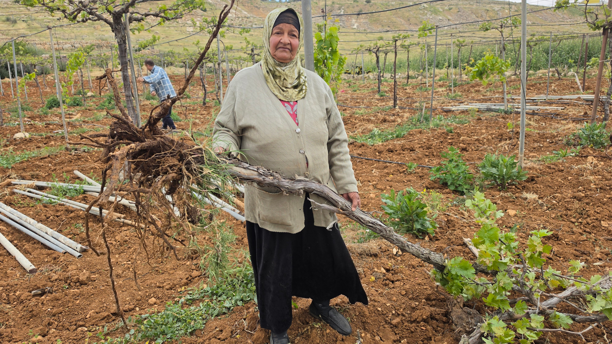 Zuhur Tarwa holds a destroyed grapevine after Israeli forces bulldozed her vineyard in Hebron, occupied West Bank, 5 May 2026 (Sari Jaradat/MEE).